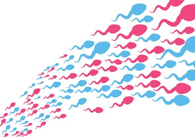 Ejakulasjon og prostatakreft – forskere på kollisjonskurs