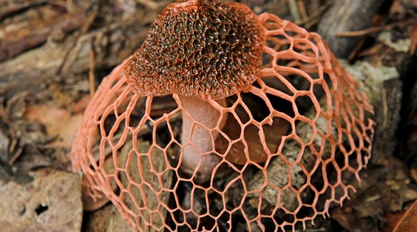 Orgasmesopp og Stinkhorn
