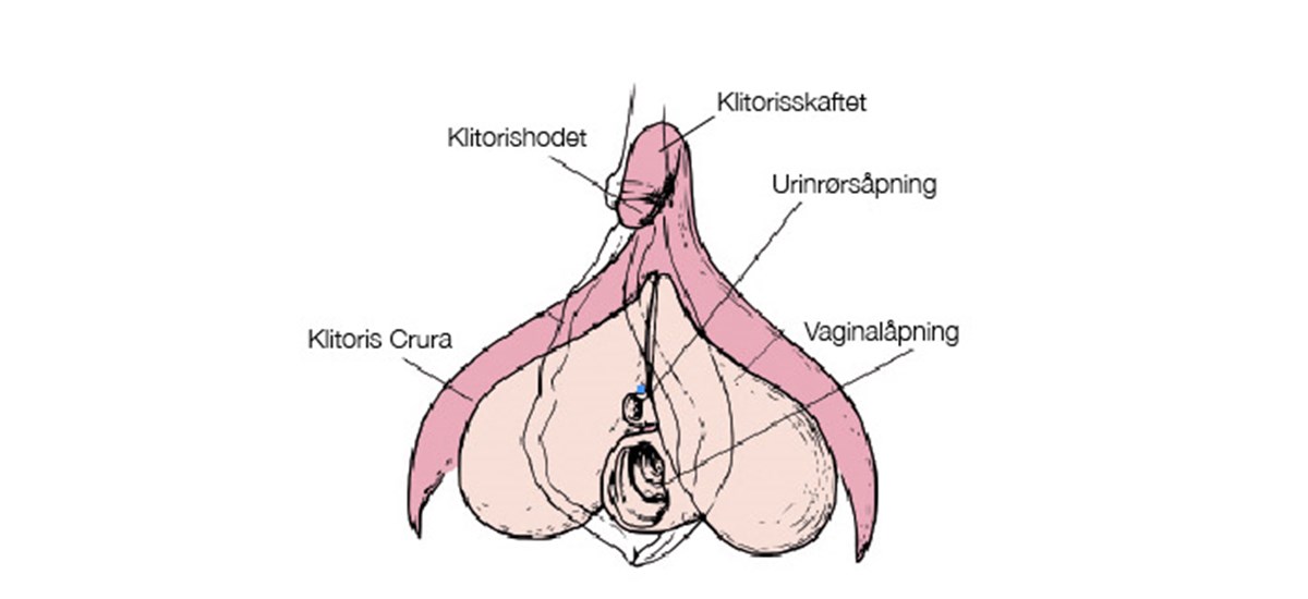 Klitoris grafisk
