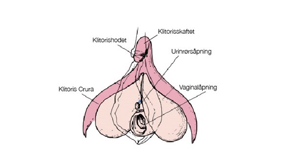 Hva er klitoris?